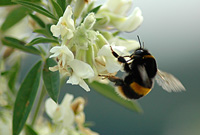 image bumble bee